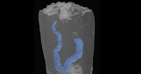 Reconstruction of the fossil with the gut shown in blue. The fossil is less than 3 mm in height. Image credit: I. Rahman