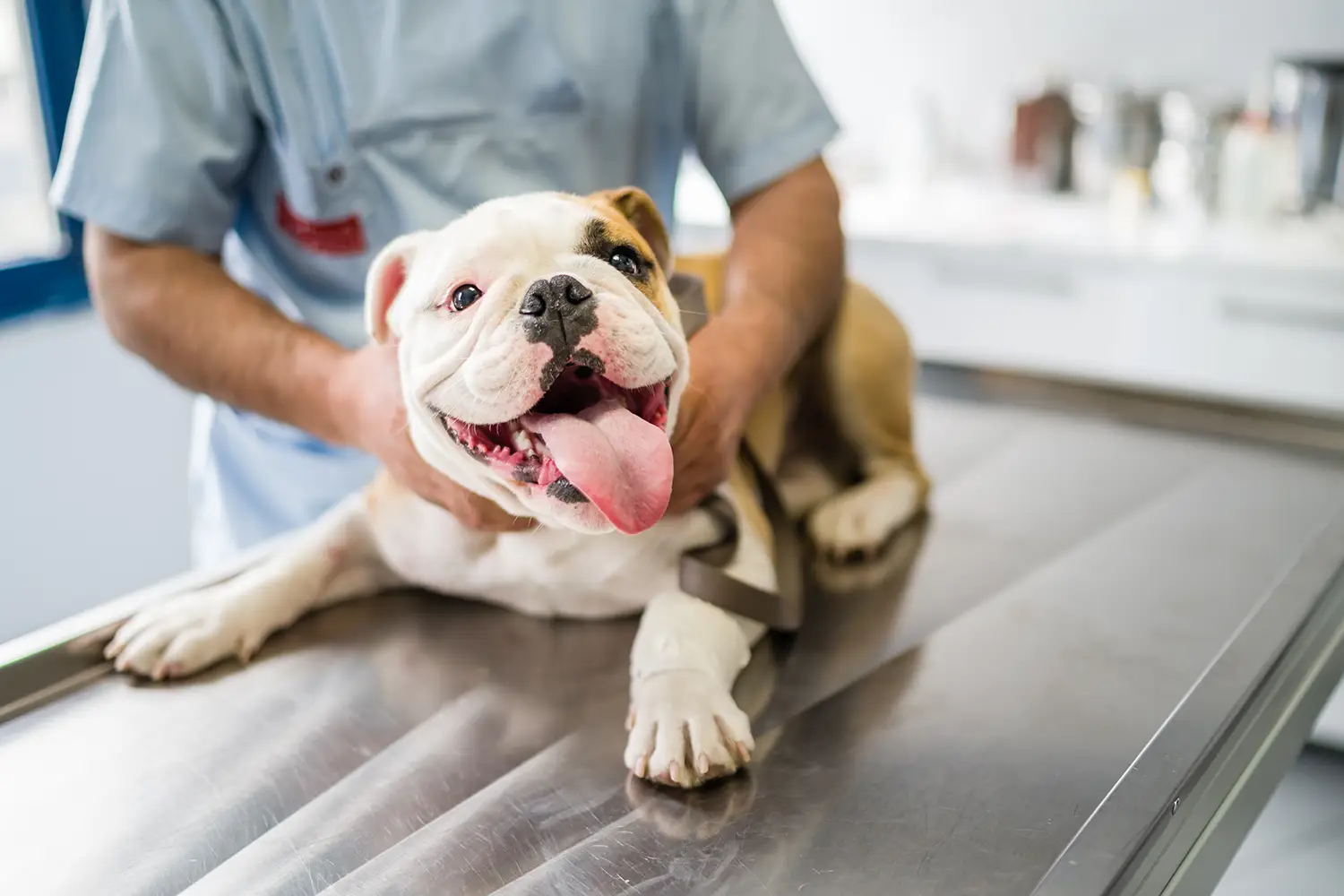 A dog lying on a vet examination table